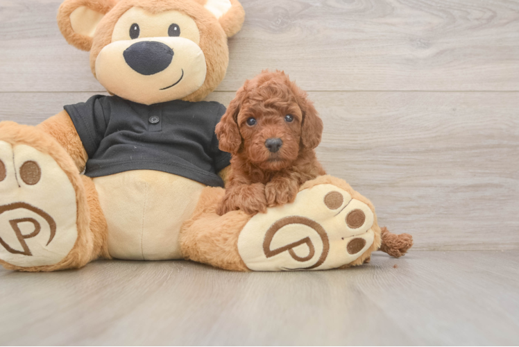 Poodle Pup Being Cute