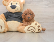 6 week old Poodle Puppy For Sale - Premier Pups