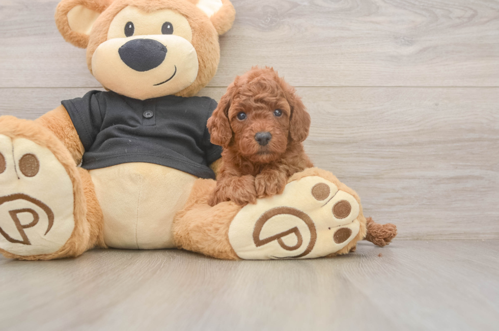 5 week old Poodle Puppy For Sale - Premier Pups