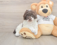 7 week old Poodle Puppy For Sale - Premier Pups