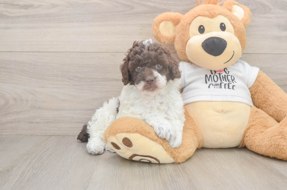 5 week old Poodle Puppy For Sale - Premier Pups