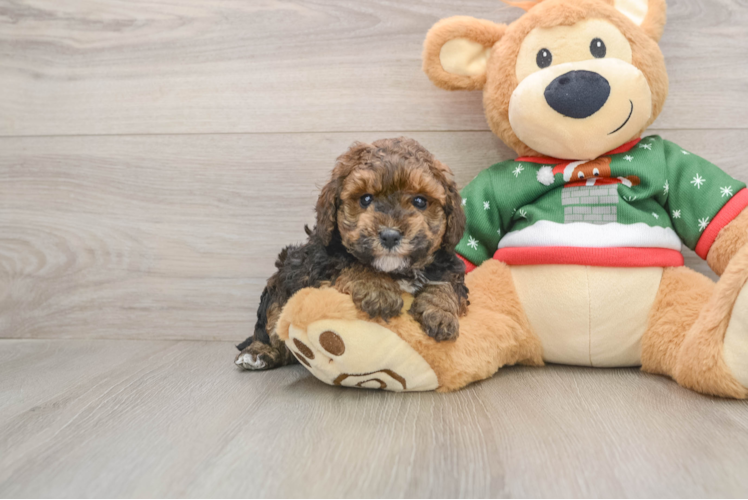 Poodle Pup Being Cute