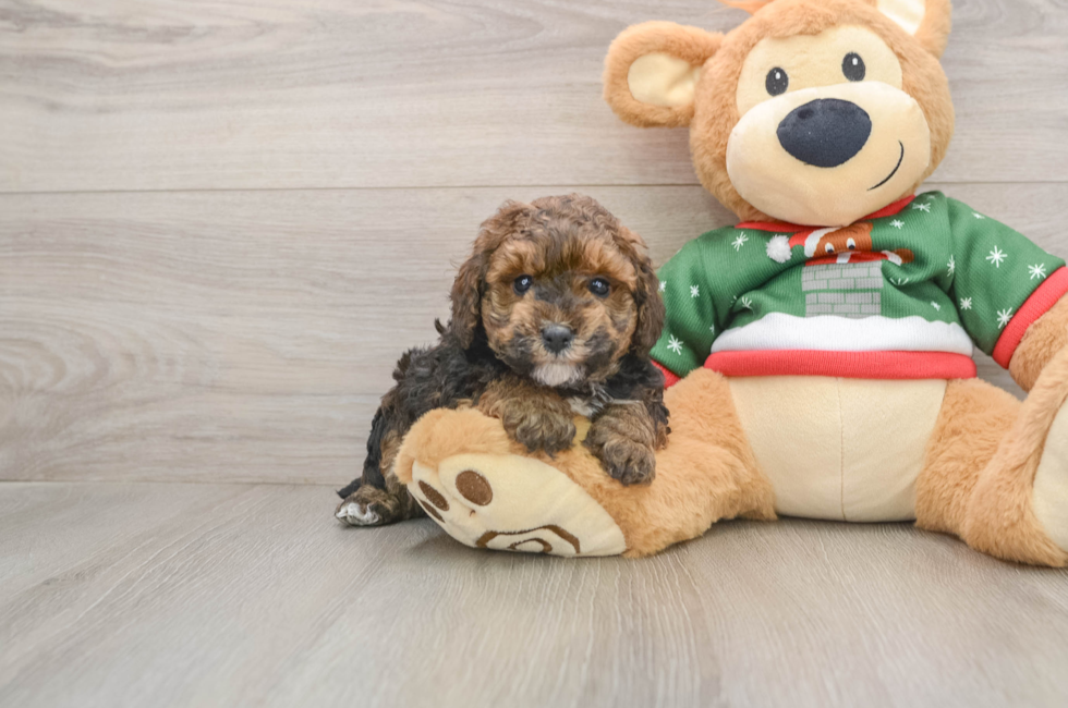 5 week old Poodle Puppy For Sale - Premier Pups