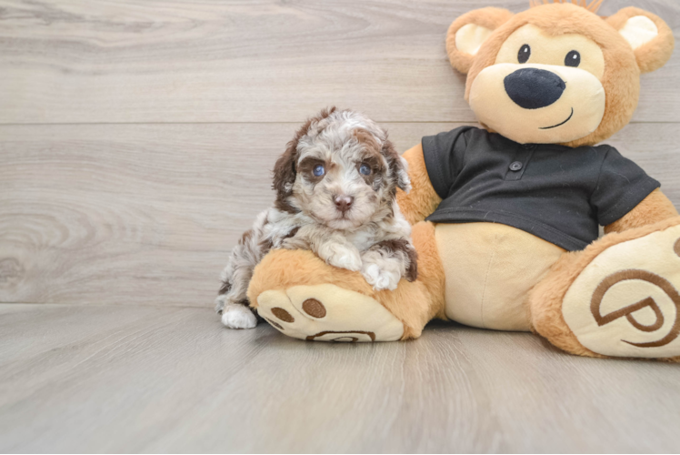 Poodle Puppy for Adoption