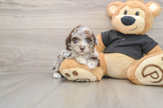 Poodle Puppy for Adoption