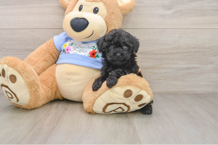 Energetic Pooodle Purebred Puppy
