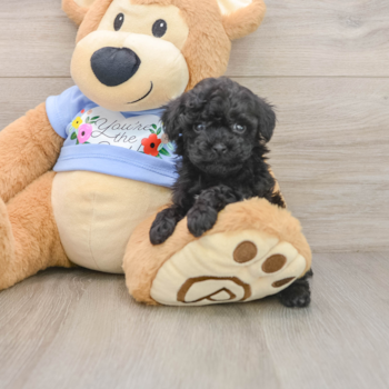 Energetic Pooodle Purebred Puppy