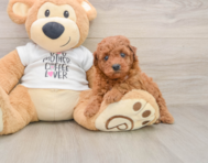 8 week old Poodle Puppy For Sale - Premier Pups