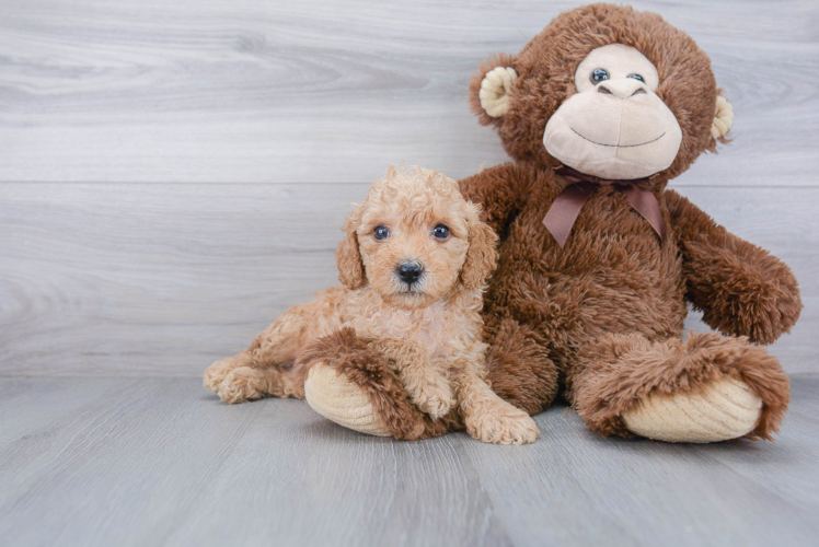 Hypoallergenic Poodle Purebred Pup