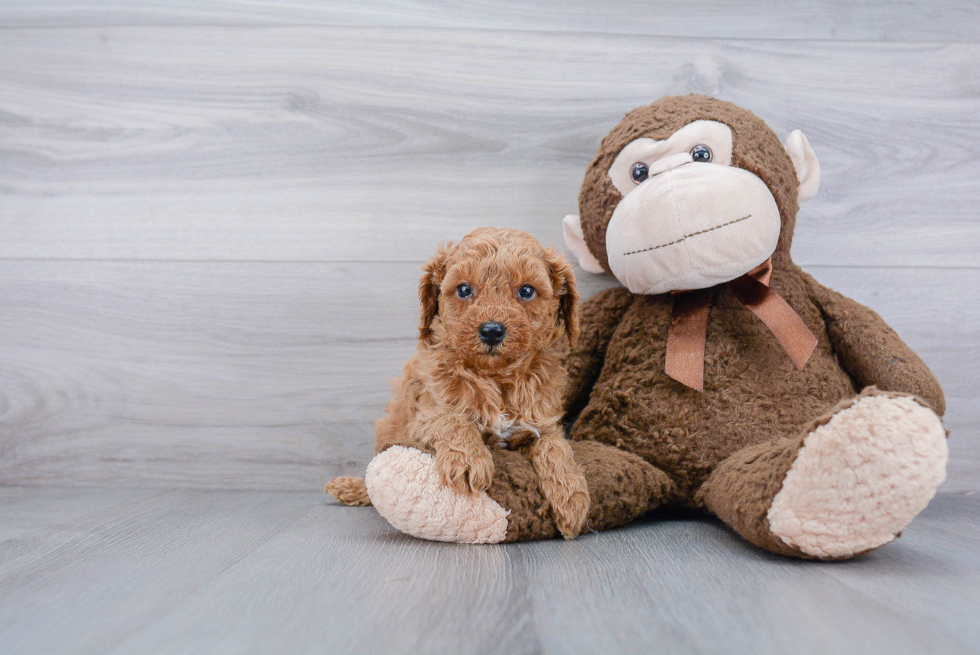 Poodle Pup Being Cute