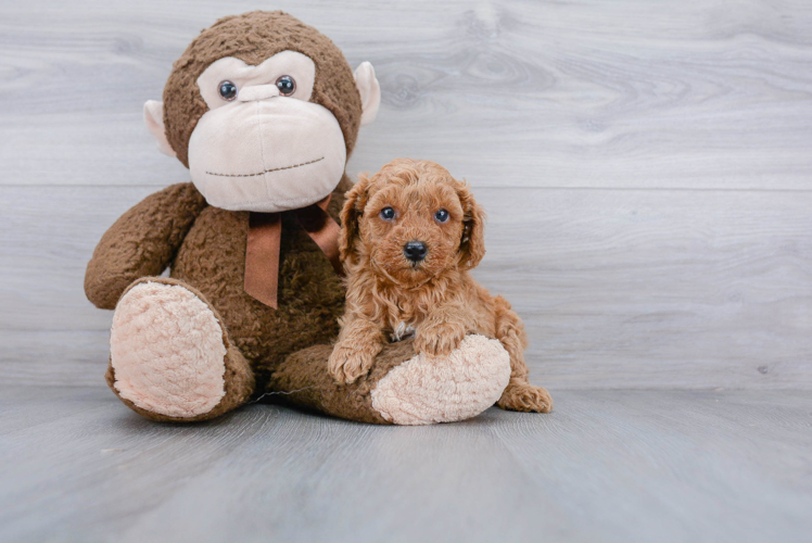 Funny Poodle Purebred Pup