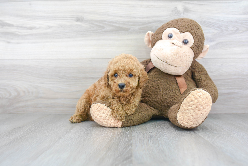 Playful Poodle Purebred Pup