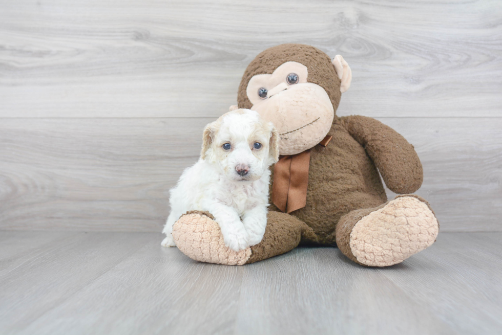 Friendly Poodle Purebred Pup