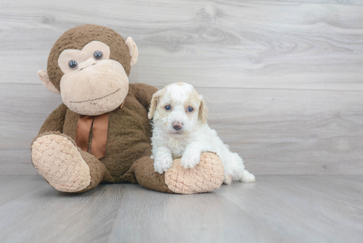 Best Poodle Baby