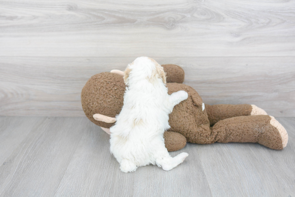 Adorable Pudle Purebred Puppy