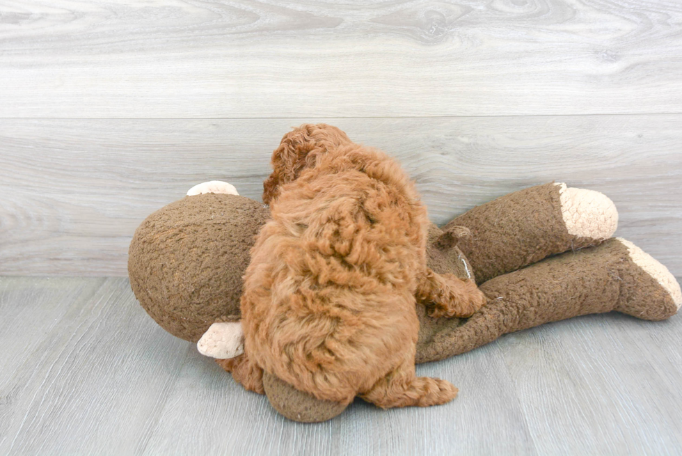 Poodle Pup Being Cute