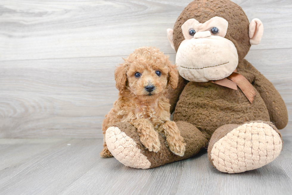 Playful Poodle Baby