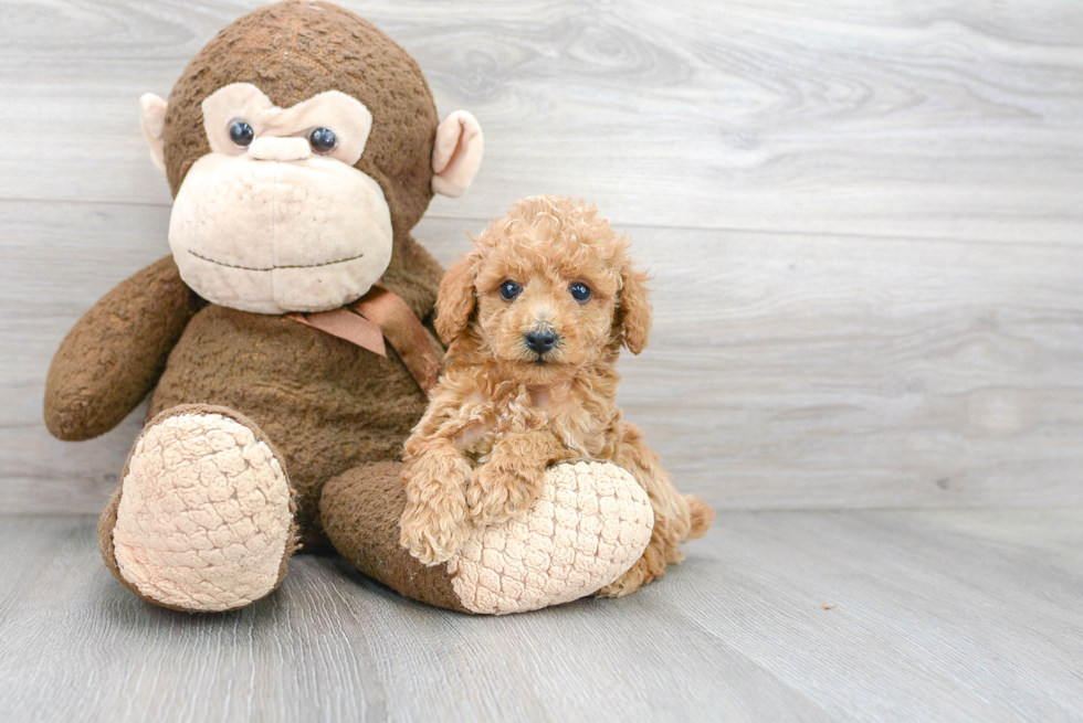 Playful Poodle Purebred Pup