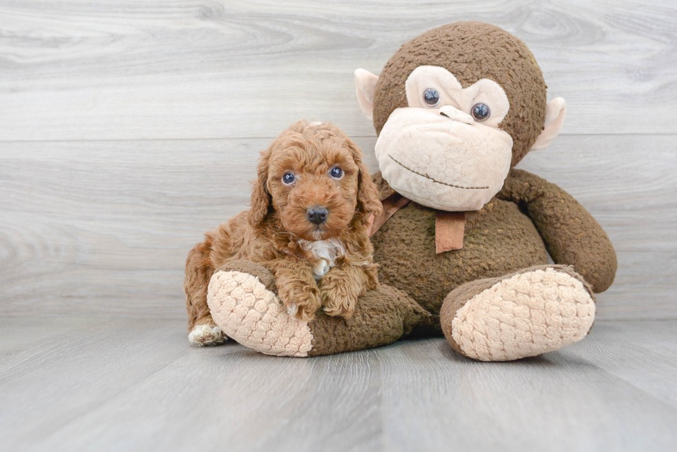 Playful Poodle Purebred Pup