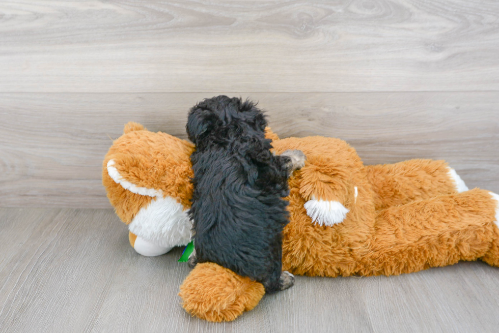 Happy Pudle Purebred Puppy