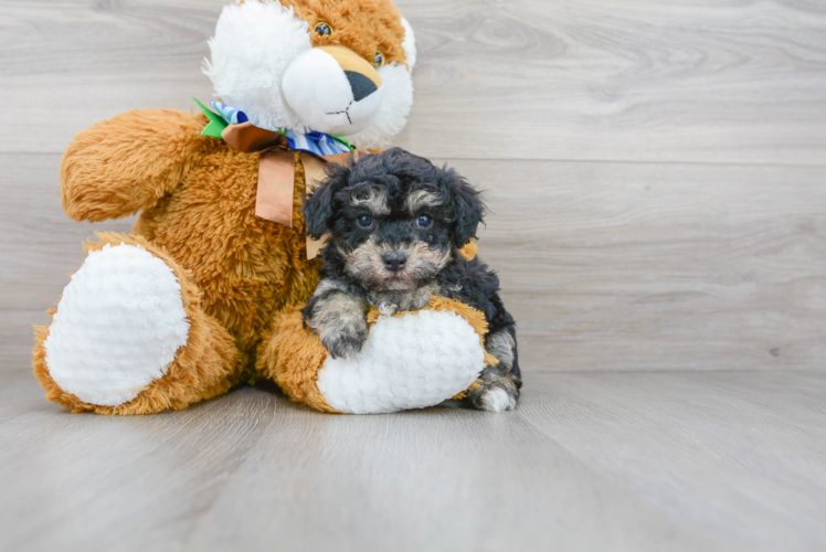 Smart Pudle Purebred Puppy