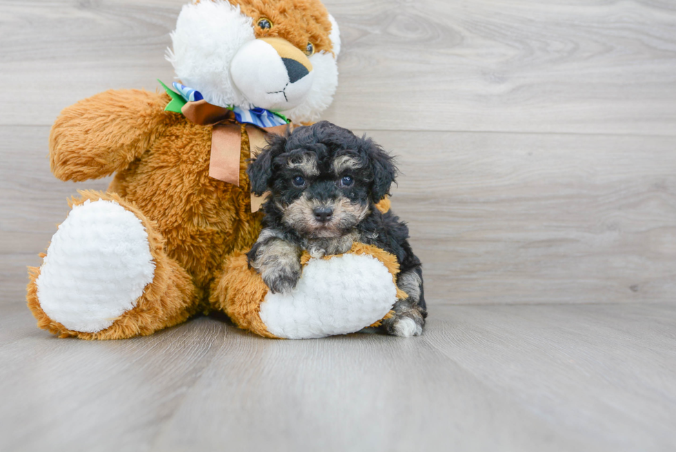 Smart Pudle Purebred Puppy