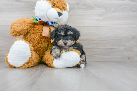 Smart Pudle Purebred Puppy