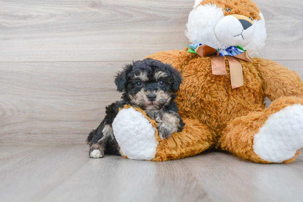 Friendly Poodle Baby