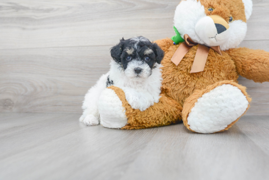 Poodle Pup Being Cute