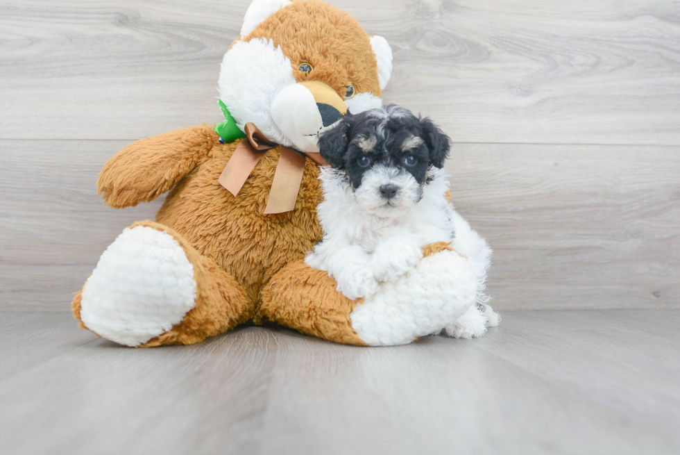 Petite Pudle Purebred Puppy