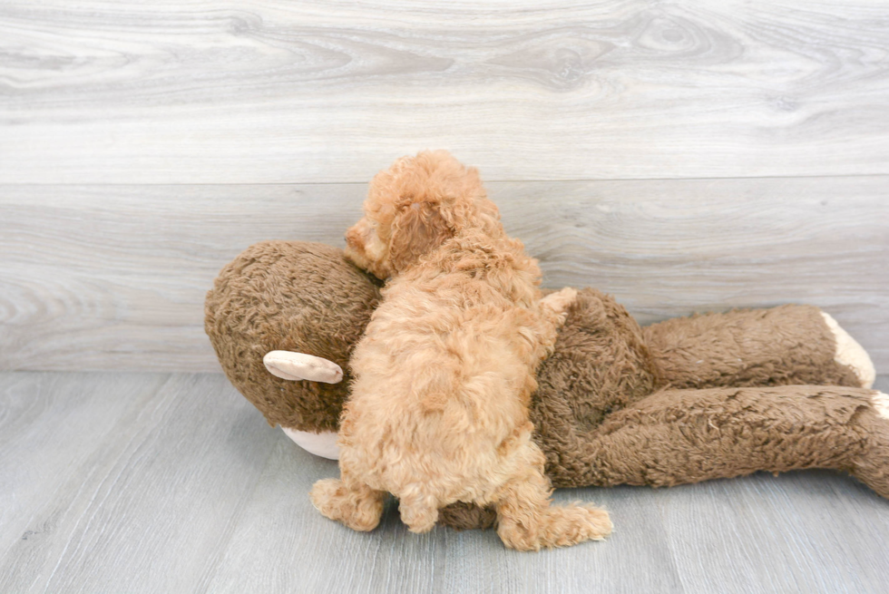 Fluffy Pudle Purebred Puppy