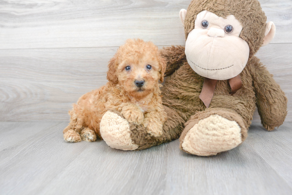 Hypoallergenic Poodle Purebred Pup