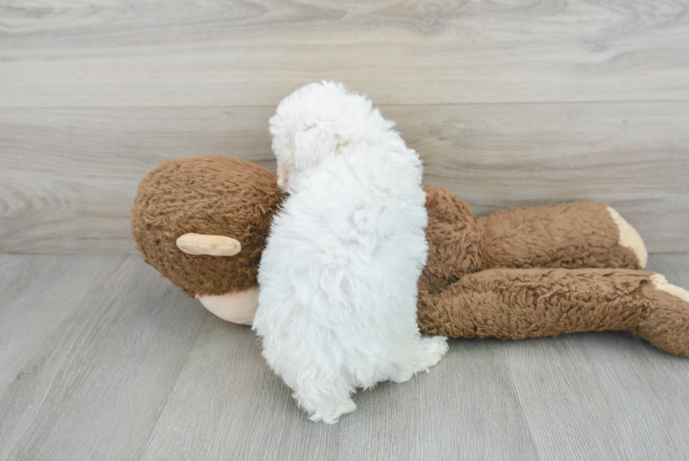 Cute Poodle Baby
