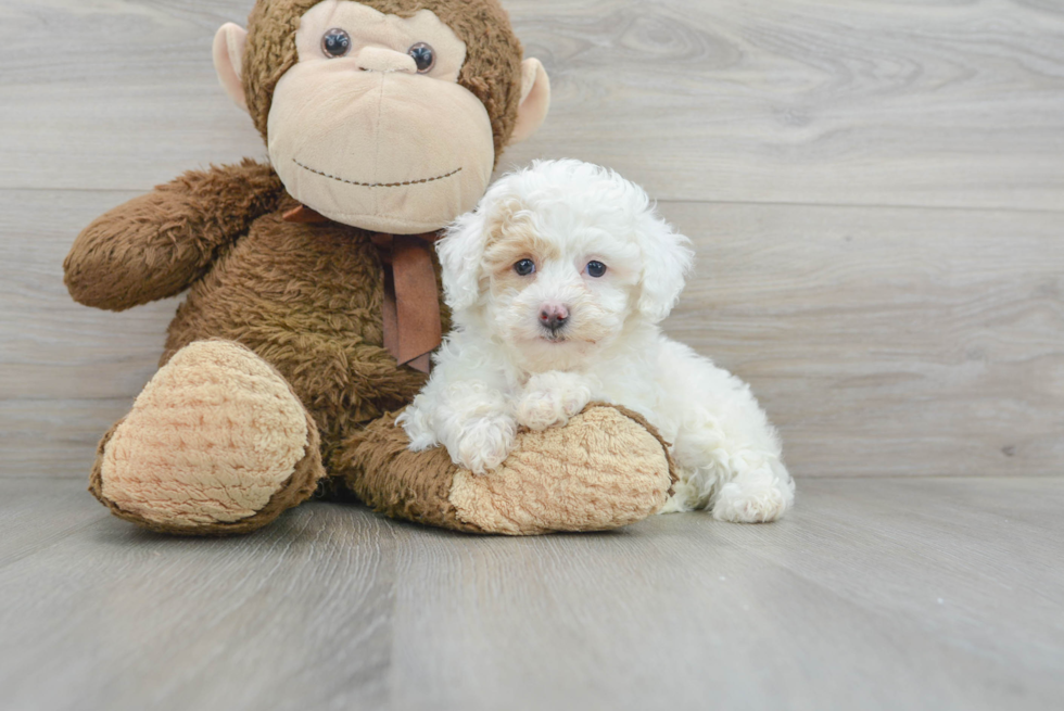 Cute Poodle Baby