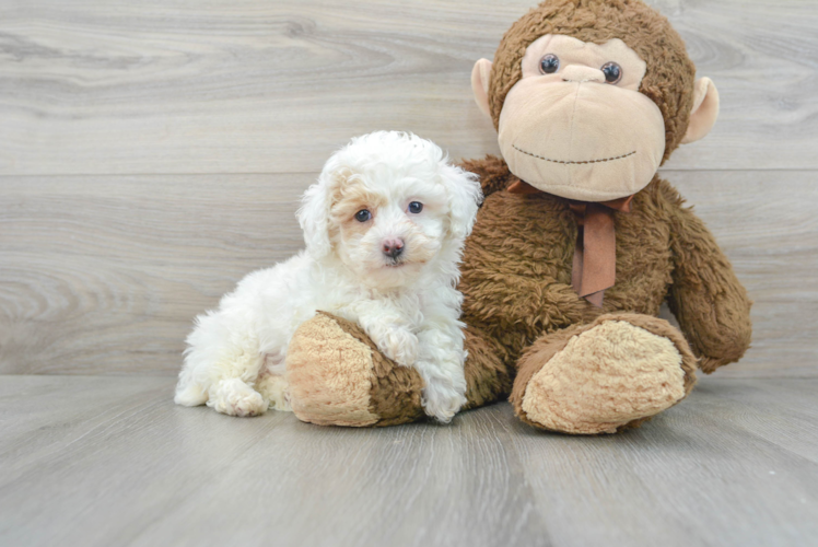 Cute Pudle Purebred Puppy