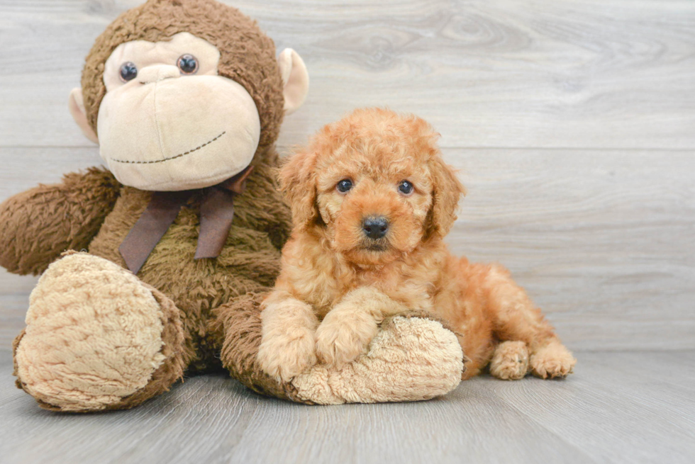 Poodle Pup Being Cute