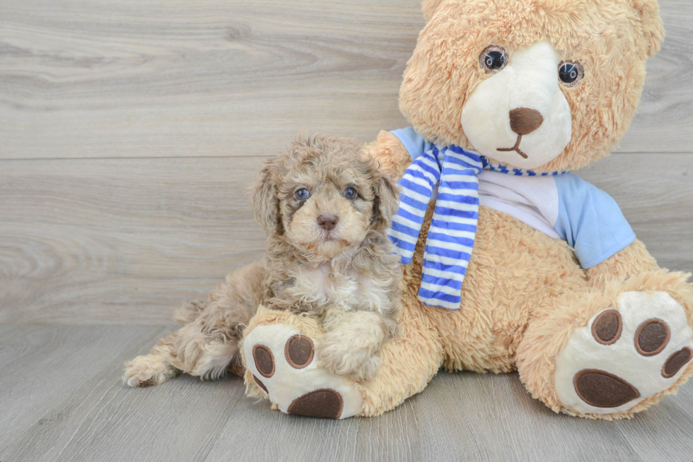 Fluffy Pudle Purebred Puppy
