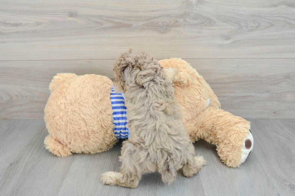 Poodle Pup Being Cute