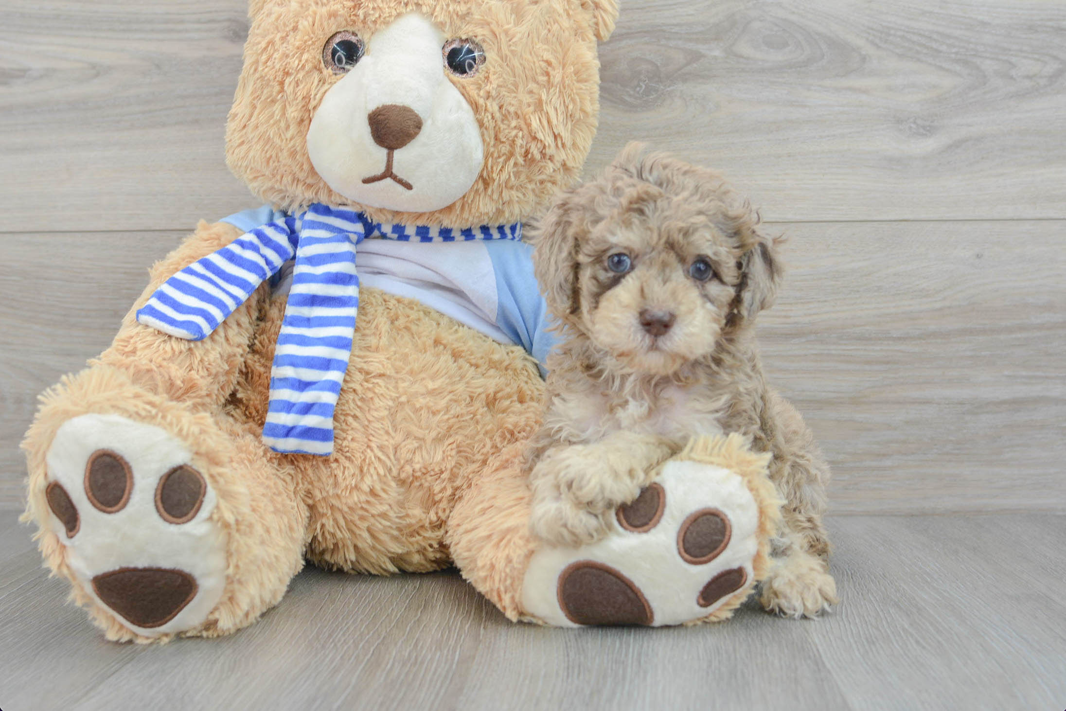 Cute Pudle Purebred Puppy
