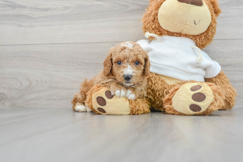 Best Poodle Baby