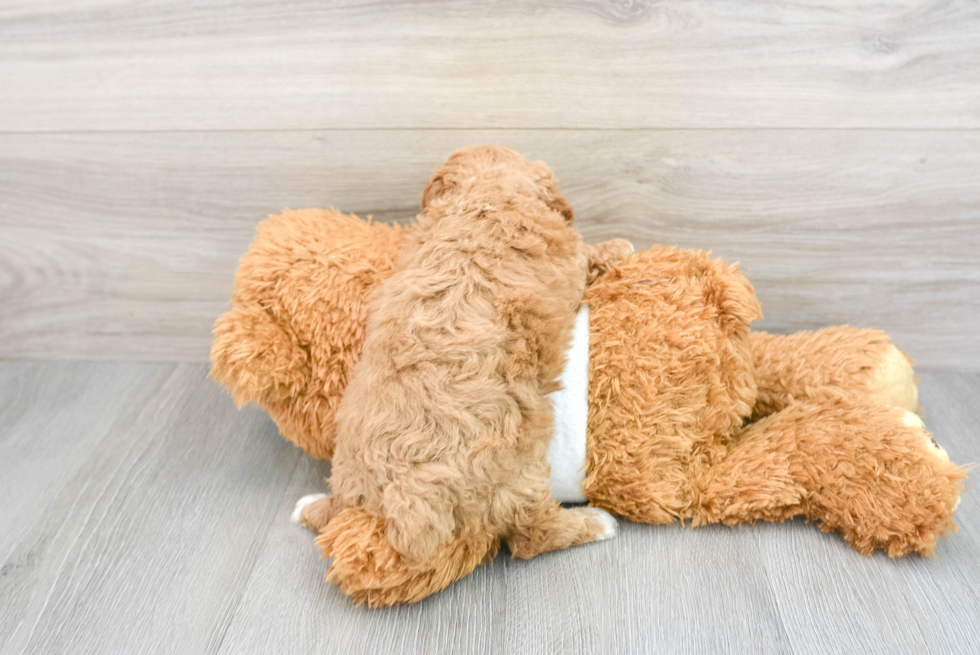 Poodle Puppy for Adoption
