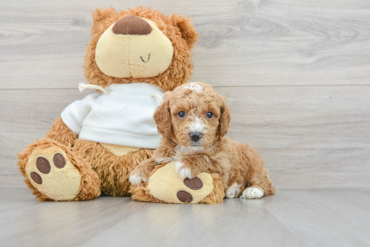 Funny Poodle Purebred Pup