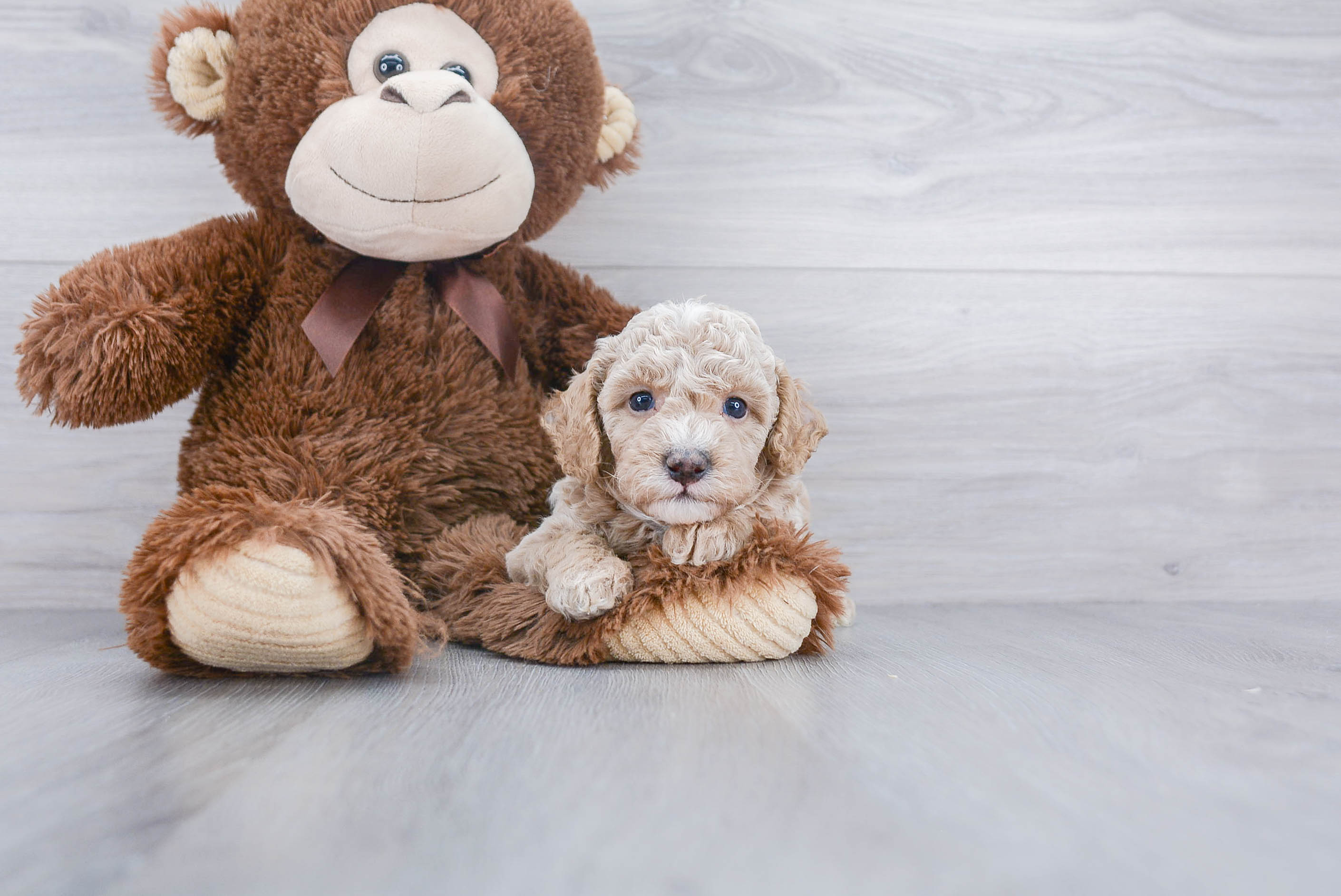 Poodle Puppy for Adoption