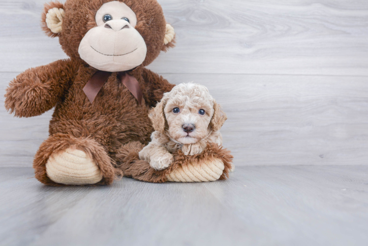 Poodle Puppy for Adoption