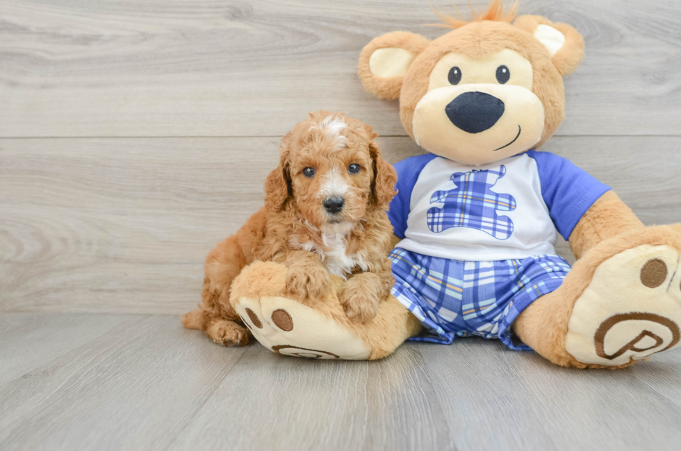 7 week old Poodle Puppy For Sale - Premier Pups