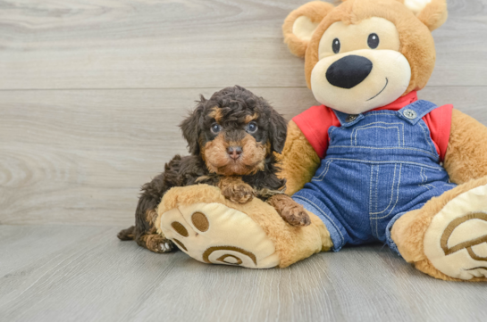 Poodle Pup Being Cute