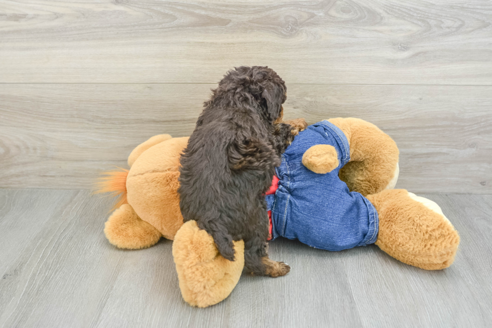 Smart Pooodle Purebred Puppy