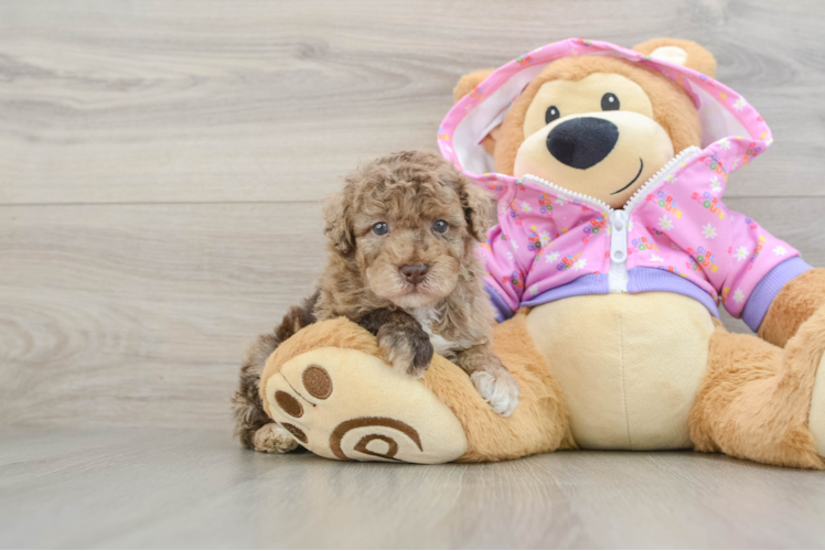 Little Poodle Purebred Pup