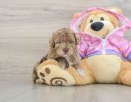 5 week old Poodle Puppy For Sale - Premier Pups