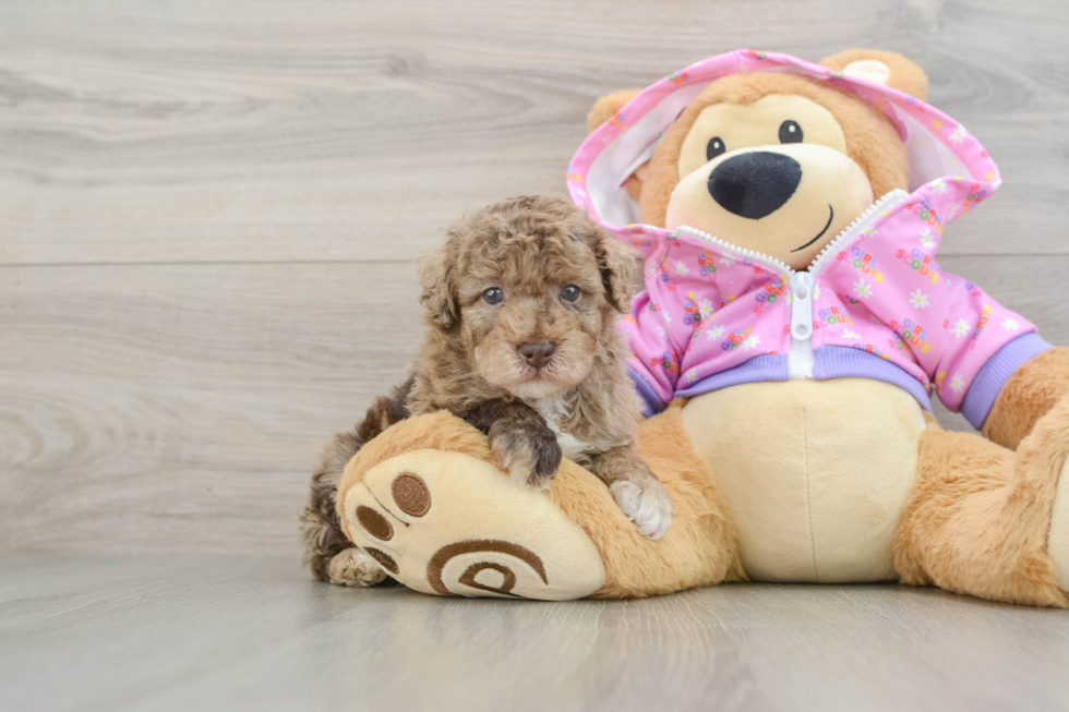 Little Poodle Purebred Pup